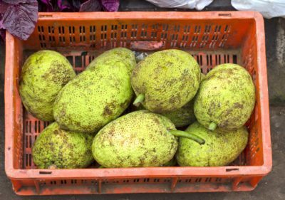 breadfruit mercato alberi plastica scatola rossa asiatico ilgiardino hangen vele rijpe frutta suggerimenti raccolta dagli raccogliere rode doos aziatische