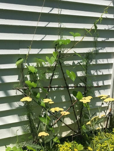Garneck 24 Bastoncini Sostegno Per Piante Con Connettori Da 11 Mm, Altezza 30 Cm - Traliccio Per Pomodori, Cetrioli E Rampicanti